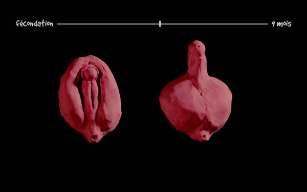 GENITALIA - l'origine des sexes